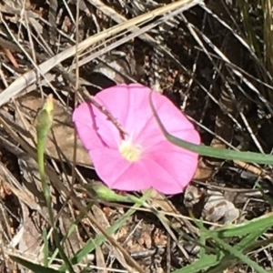 Convolvulus angustissimus subsp. angustissimus at Garran, ACT - 24 Oct 2015 01:46 PM