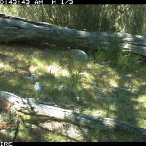 Varanus rosenbergi at Wallaroo, NSW - 6 Oct 2015