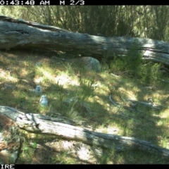 Varanus rosenbergi at Wallaroo, NSW - 6 Oct 2015