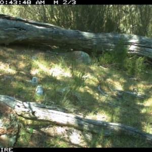 Varanus rosenbergi at Wallaroo, NSW - suppressed