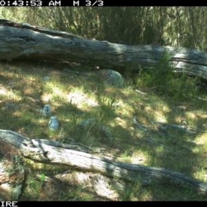 Varanus rosenbergi at Wallaroo, NSW - suppressed