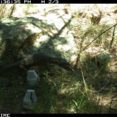 Varanus rosenbergi (Heath or Rosenberg's Monitor) at Wallaroo, NSW - 2 Oct 2015 by MichaelMulvaney