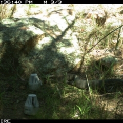 Varanus rosenbergi at Wallaroo, NSW - suppressed