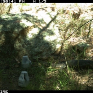 Varanus rosenbergi at Wallaroo, NSW - suppressed