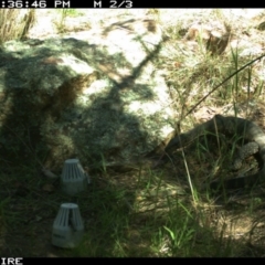 Varanus rosenbergi at Wallaroo, NSW - suppressed