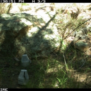 Varanus rosenbergi at Wallaroo, NSW - suppressed