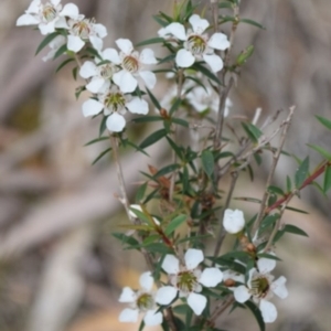 Leptospermum sp. at Garran, ACT - 18 Jun 2016 12:00 AM