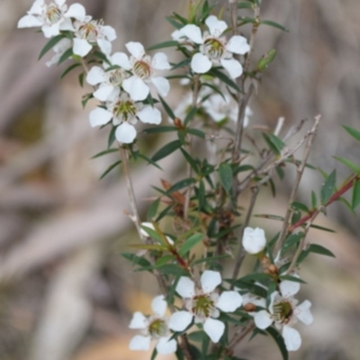 Leptospermum sp. (Tea Tree) at Garran, ACT - 18 Jun 2016 by ruthkerruish