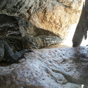 Varanus rosenbergi at Mullion, NSW - suppressed