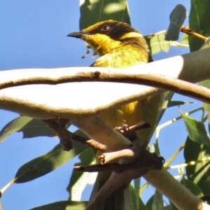 Lichenostomus melanops at Gigerline Nature Reserve - 31 Mar 2015