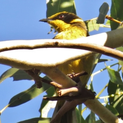 Lichenostomus melanops (Yellow-tufted Honeyeater) at Gigerline Nature Reserve - 31 Mar 2015 by JohnBundock