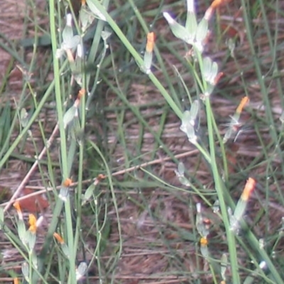 Chondrilla juncea (Skeleton Weed) at Garran, ACT - 30 Jan 2016 by ruthkerruish