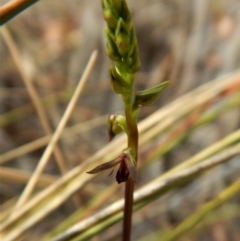 Corunastylis clivicola (Rufous midge orchid) at Mount Painter - 3 Mar 2017 by CathB