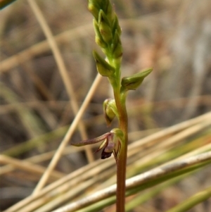 Corunastylis clivicola at Cook, ACT - 3 Mar 2017