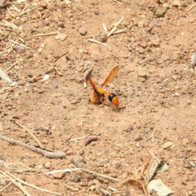 Delta bicinctum (Potter wasp) at Mount Majura - 22 Jan 2017 by Qwerty