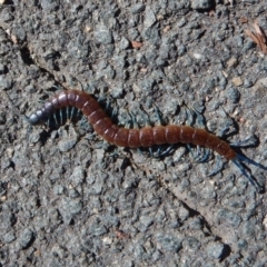 Scolopendra laeta (Giant Centipede) at Belconnen, ACT - 6 Mar 2017 by CathB