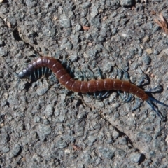 Scolopendra laeta (Giant Centipede) at Belconnen, ACT - 6 Mar 2017 by CathB