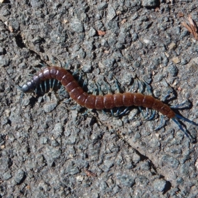 Scolopendra laeta (Giant Centipede) at Belconnen, ACT - 6 Mar 2017 by CathB