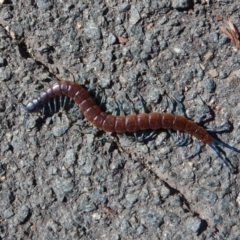 Scolopendra sp. (genus) (Centipede) at Belconnen, ACT - 6 Mar 2017 by CathB