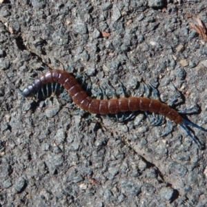 Scolopendra laeta at Belconnen, ACT - 6 Mar 2017