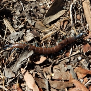 Scolopendra laeta at Belconnen, ACT - 6 Mar 2017