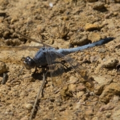 Orthetrum caledonicum (Blue Skimmer) at Goorooyarroo NR (ACT) - 6 Mar 2017 by CedricBear