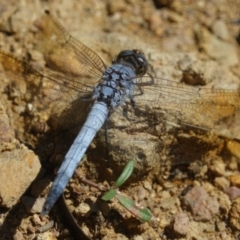 Orthetrum caledonicum at Goorooyarroo NR (ACT) - 6 Mar 2017 11:19 AM