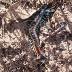 Scolopendra sp. (genus) (Centipede) at Goorooyarroo - 6 Mar 2017 by CedricBear