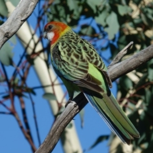 Platycercus eximius at Goorooyarroo NR (ACT) - 6 Mar 2017