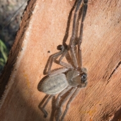 Delena cancerides (Social huntsman spider) at Goorooyarroo NR (ACT) - 5 Mar 2017 by CedricBear