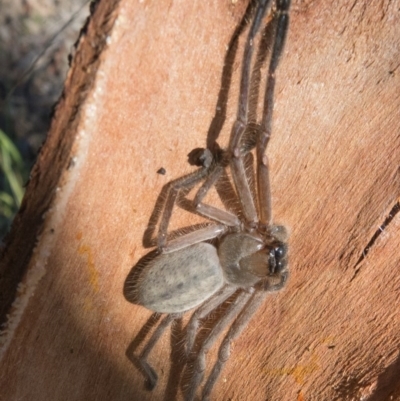 Delena cancerides (Social huntsman spider) at Goorooyarroo NR (ACT) - 6 Mar 2017 by CedricBear