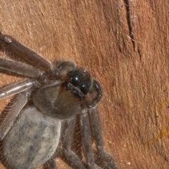 Delena cancerides at Goorooyarroo NR (ACT) - 6 Mar 2017 10:22 AM