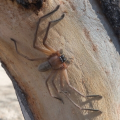 Delena cancerides at Goorooyarroo NR (ACT) - 6 Mar 2017 10:22 AM