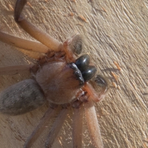 Delena cancerides at Goorooyarroo NR (ACT) - 6 Mar 2017 10:22 AM