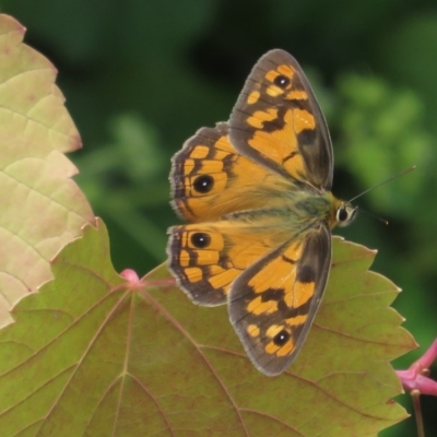 Heteronympha penelope (Shouldered Brown) at Red Hill Nature Reserve - 4 Mar 1977 by RobParnell