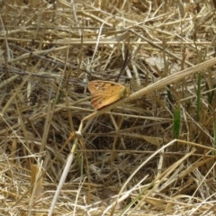 Heteronympha penelope at Red Hill, ACT - 5 Mar 1977