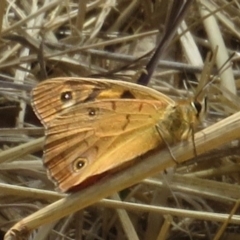 Heteronympha penelope at Red Hill, ACT - 5 Mar 1977 12:00 AM