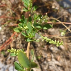 Melilotus albus at Campbell, ACT - 19 Feb 2017 01:22 PM