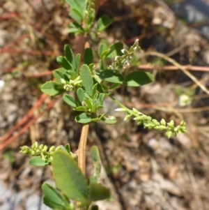 Melilotus albus at Campbell, ACT - 19 Feb 2017 01:22 PM