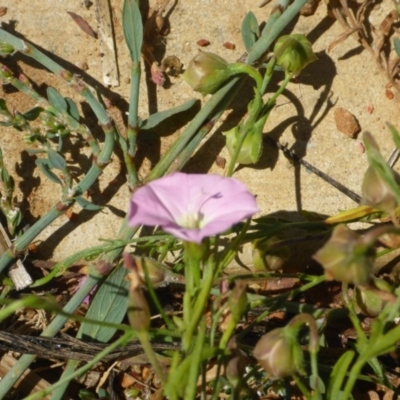 Convolvulus angustissimus subsp. angustissimus (Australian Bindweed) at City Renewal Authority Area - 19 Feb 2017 by JanetRussell