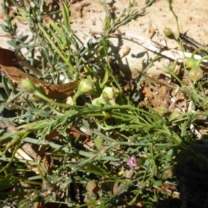 Convolvulus angustissimus subsp. angustissimus at Reid, ACT - 19 Feb 2017