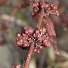 Rumex conglomeratus (Clustered Dock) at Mount Ainslie to Black Mountain - 26 Feb 2017 by JanetRussell