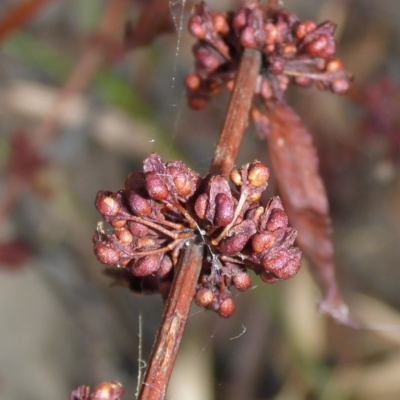 Rumex conglomeratus (Clustered Dock) at Mount Ainslie to Black Mountain - 26 Feb 2017 by JanetRussell