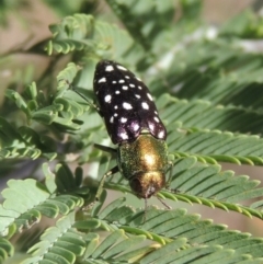 Diphucrania leucosticta (White-flecked acacia jewel beetle) at Paddys River, ACT - 26 Feb 2017 by michaelb