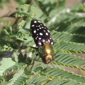 Diphucrania leucosticta at Paddys River, ACT - 26 Feb 2017 06:07 PM