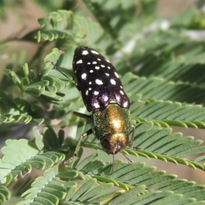 Diphucrania leucosticta (White-flecked acacia jewel beetle) at Point Hut to Tharwa - 26 Feb 2017 by michaelb