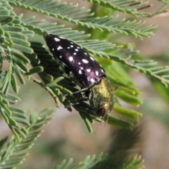 Diphucrania leucosticta at Paddys River, ACT - 26 Feb 2017 06:07 PM