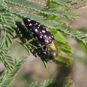 Diphucrania leucosticta at Paddys River, ACT - 26 Feb 2017 06:07 PM