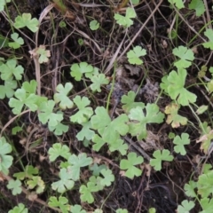 Hydrocotyle tripartita (Pennywort) at Point Hut to Tharwa - 2 Mar 2017 by michaelb