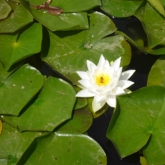 Nymphaea sp. (Waterlily) at Mount Ainslie to Black Mountain - 19 Feb 2017 by JanetRussell